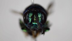 Euperilampus triangularis