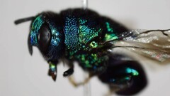 Euperilampus triangularis