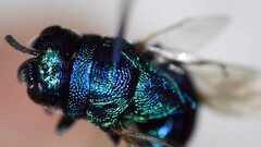 Euperilampus triangularis