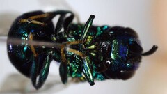 Euperilampus triangularis