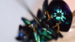 Euperilampus triangularis