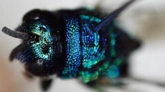 Euperilampus triangularis