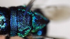 Euperilampus triangularis