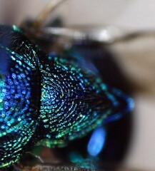 Euperilampus triangularis