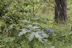 Heracleum dissectum