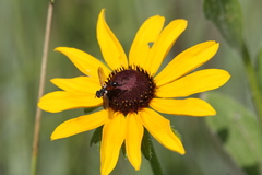 Cylindromyia bicolor