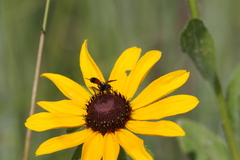 Cylindromyia bicolor
