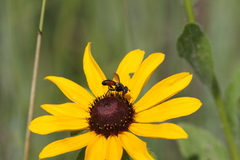 Cylindromyia bicolor