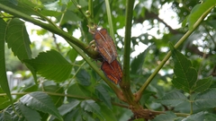 Tessaratoma papillosa