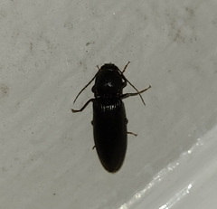 Hemicrepidius nemnonius