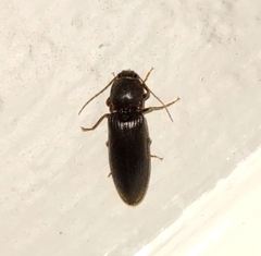 Hemicrepidius nemnonius