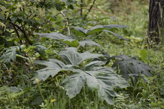 Heracleum dissectum