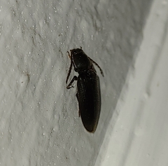 Hemicrepidius nemnonius