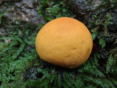 Lycoperdon flavotinctum