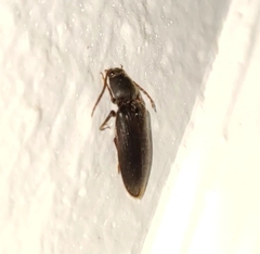 Hemicrepidius nemnonius