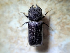 Apatides fortis