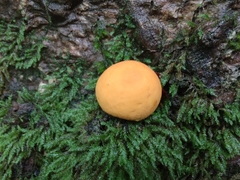 Lycoperdon flavotinctum