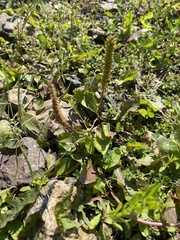 Plantago depressa