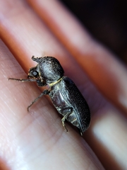 Apatides fortis