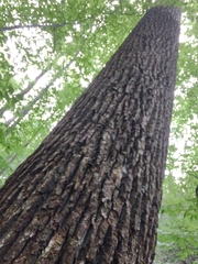 Lycoperdon flavotinctum