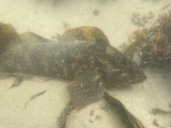 Hexagrammos lagocephalus