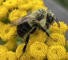 Bombus impatiens