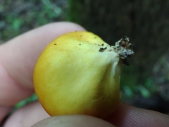 Lycoperdon flavotinctum