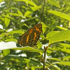 Symbrenthia niphanda