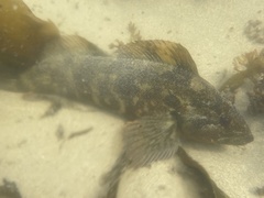 Hexagrammos lagocephalus