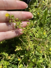 Potentilla paradoxa