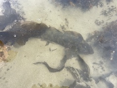 Hexagrammos lagocephalus