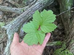 Viburnum edule