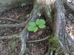 Viburnum edule