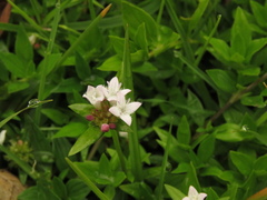 Spermacoce chartensis