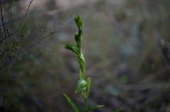 Pterostylis prasina