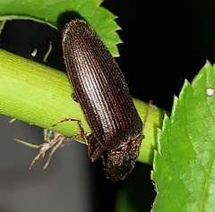 Hemicrepidius nemnonius