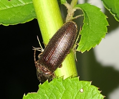 Hemicrepidius nemnonius