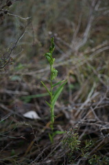 Pterostylis prasina