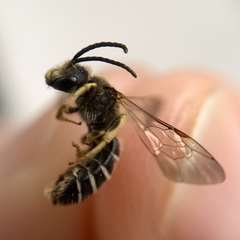 Halictus
