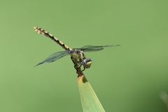 Ophiogomphus occidentis