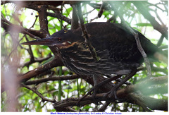 Ixobrychus flavicollis