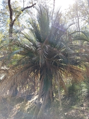 Macrozamia moorei