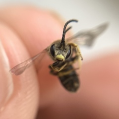 Halictus