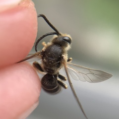 Halictus