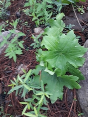 Psacalium peltatum
