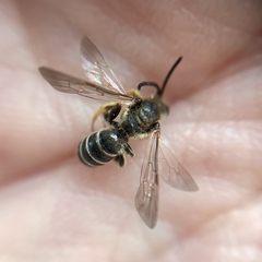Halictus