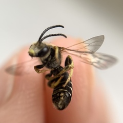 Halictus