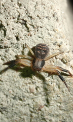 Xysticus texanus