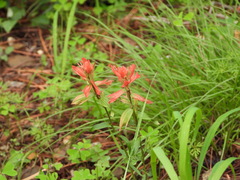 Castilleja nelsonii
