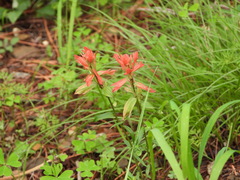 Castilleja nelsonii